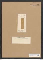 Amphora ceylanensis Lend.-Fortm. (de-Toni-Nr.: Genus 36, Species 1512) Zeichnungen Sammlung Grunow Nr. 2931 (NHMW-BOT-W0370277)